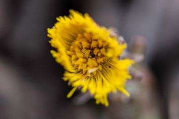 close up of yellow flower Flowering coltsfoot or tussilago farfalla in natural environment