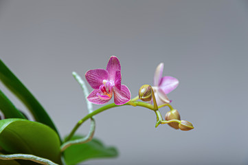 Close-up at orchid flower-clusters. Stages of blooming, from unopen bud to full flower. Orchidaceae.