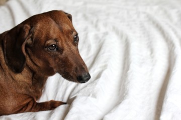 Brown dachshund have rest on the bed