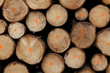 Freshly cut trees in the forest, on the side of a forest road