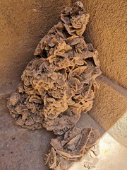 old tree trunk