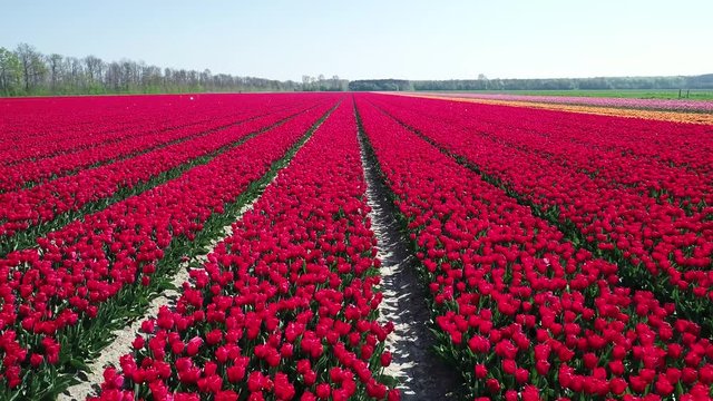 Prachtvolle Tulpenfelder in den Niederlanden aus der Luft gefilmt