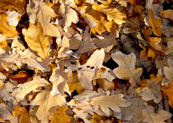 autumn leaves on the ground