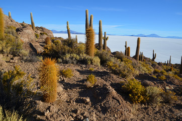 Kaktusy - Salar de Uyuni - obrazy, fototapety, plakaty
