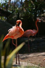 flamingo in the zoo