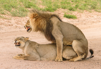 Fototapeta na wymiar Mating lions in Kgalagadi, near Sitsas.