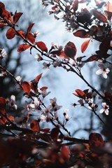 cherry blossoms with pink flowers and maroon leaves against a blue sky