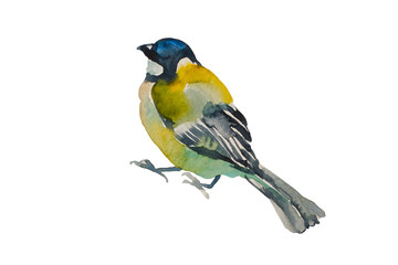 Blue tit bird looking up, isolated on white background. Original watercolor illustration of european titmouse bird