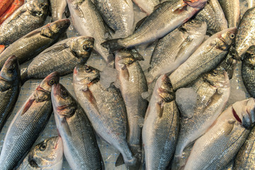 Variety of fresh fish Dorado on ice in the local market of Ortigia island in province of Syracuse in Sicily