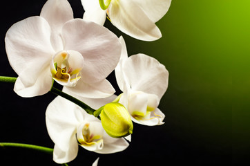 Naklejka na ściany i meble White orchid branch heavy blossoming with large white flowers on dark background. White phalaenopsis orchid branch full of flowers. Blooming orchid. Long branches of bouquet delicate orchid flowers