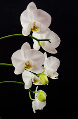Fototapeta na wymiar White orchid branch heavy blossoming with large white flowers on dark background. White phalaenopsis orchid branch full of flowers. Blooming orchid. Long branches of bouquet delicate orchid flowers
