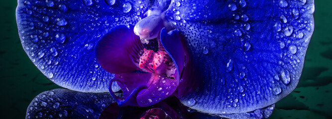 Panoramic macro view of a blue orchid with dew