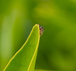 Small jumping spider on the green leaf of an orange tree looking at us with its multiple eyes