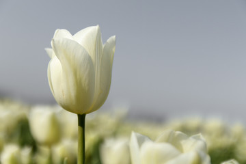 a white tulip closeup and a white and grey background