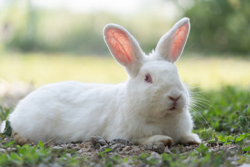 White rabbit outdoors.Close up bunny rabbit in agriculture farm.Rabbits are small mammals in the family Leporidae