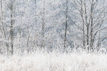 Frosty grass in front of trees, Sweden