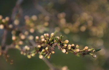Flower buds of apple tree in spring garden