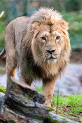 Lion in captivity at a Zoo