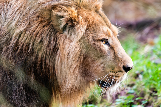 Lion in captivity at a Zoo