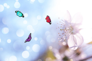 Beautiful butterflies and blooming flower outdoors on sunny day