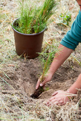 Hand plants pine seedlings in nursery