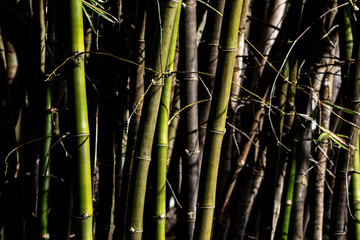 Fototapeta premium VERDE