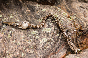 Dead bird skeleton found on the rocks