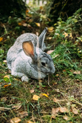 Gray rabbit in forest glade in grass under the trees.