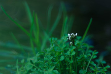 Fototapeta premium タネツケバナ