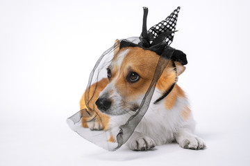 Ginger and white corgi dog dressed in black witch hat.