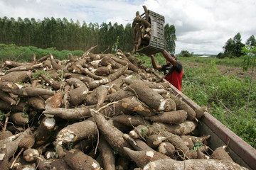 Cassava harvesting for flour production