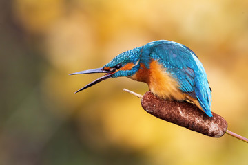 Angry common kingfisher, alcedo atthis, male calling with beak open to defend his territory in spring. Turquoise and orange colored bird in nature at sunset.