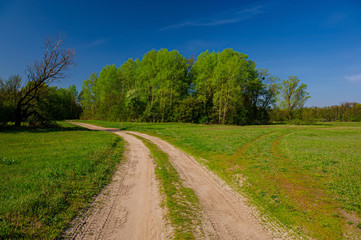 Fototapeta na wymiar Dirt road in the meadow on a background of deciduous forest.