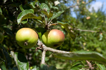 Saltash (England), UK - August 21, 2015: Apples in Cotehele park, near Saltash,  Cornwall, England, United Kingdom. .