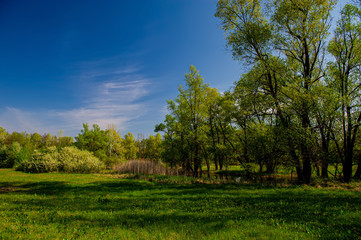 Deciduous forest and flowering trees in a meadow covered with fresh green grass.