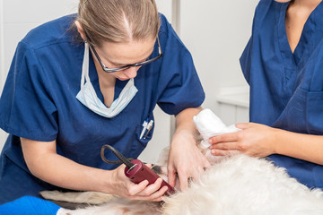 Veterinarians shaving sick dog and preparing for intervention .