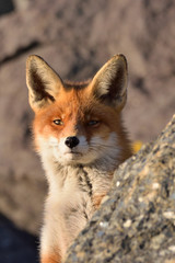 Naklejka na ściany i meble Beautiful portrait of the head of a fox that looks out over the boulders over the beach of the North Sea. he looks The photo was taken in the ijmuiden netherlands under the smoke of the steel factory