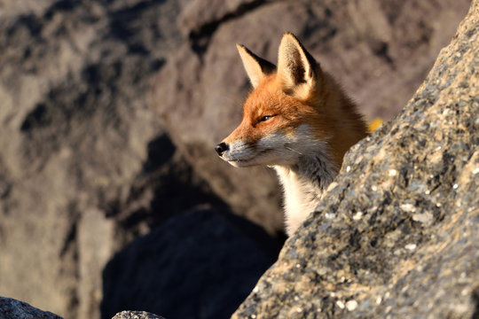 Beautiful portrait of the head of a fox that looks out over the boulders over the beach of the North Sea. he looks The photo was taken in the ijmuiden netherlands under the smoke of the steel factory