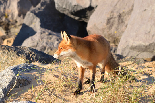 Beautiful portrait a fox that hunts and lives on the dam along the beach of the North Sea. The photo was taken in the ijmuiden netherlands under the smoke of the steel factory