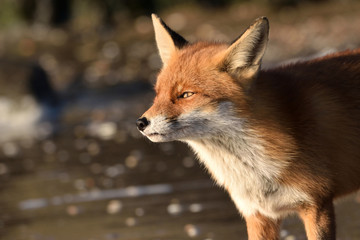 
Beautiful portrait of the head of a fox that looks out over the boulders over the beach of the North Sea.
he looks
The photo was taken in the ijmuiden netherlands under the smoke of the steel factory