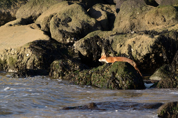 Beautiful portrait a fox that hunts and lives on the dam along the beach of the North Sea. The photo was taken in the ijmuiden netherlands under the smoke of the steel factory