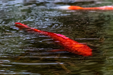 PECES