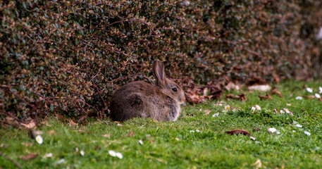 rabbit in the grass