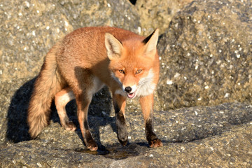 Beautiful portrait a fox that hunts and lives on the dam along the beach of the North Sea. The photo was taken in the ijmuiden netherlands under the smoke of the steel factory