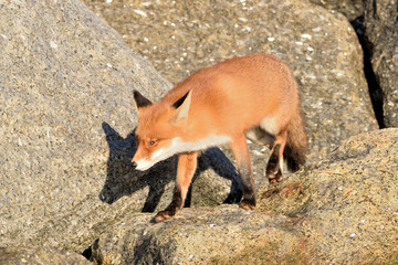 
Beautiful portrait a fox that hunts and lives on the dam along the beach of the North Sea.
The photo was taken in the ijmuiden netherlands under the smoke of the steel factory