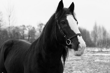 black horse head close up, monochrome image