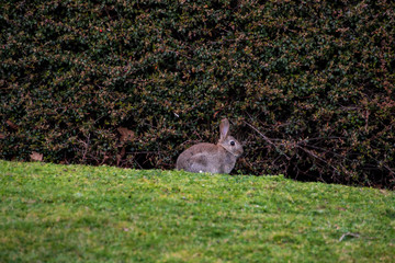 Rabbit 