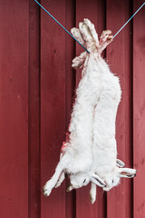 Shot rabbits hanging on a wall