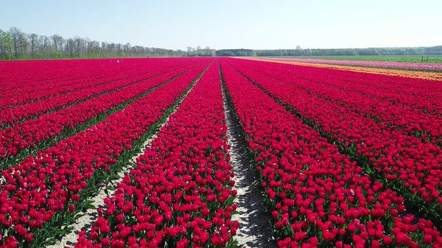 Prachtvolle Tulpenfelder in den Niederlanden aus der Luft gefilmt