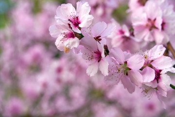 beautiful spring landscape - blooming trees, bright pink and white flowers as background